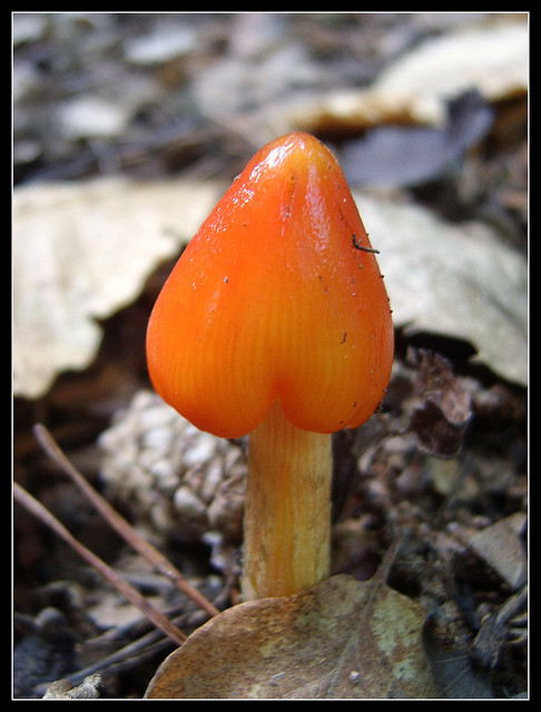 Hygrocybe?