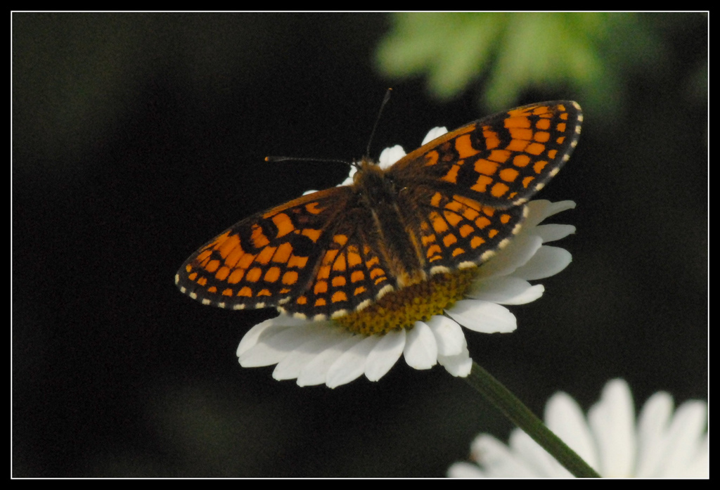 Altro lepidottero da identificare : Melitaea athalia ♂