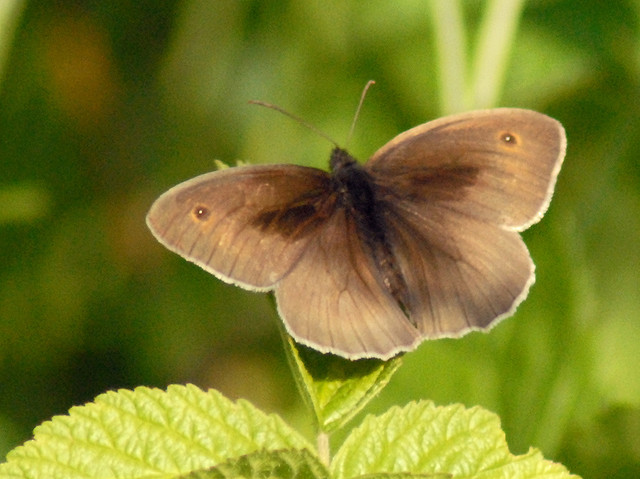 Satyrus ferula?