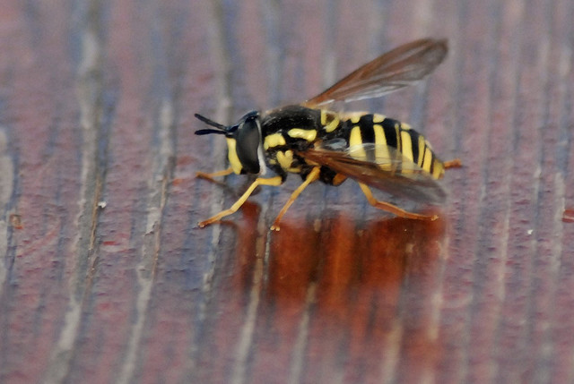 Chrysotoxum sp