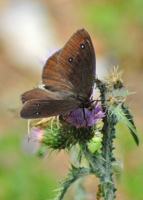 Satyrus ferula? - S