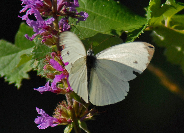Pieris rapae?