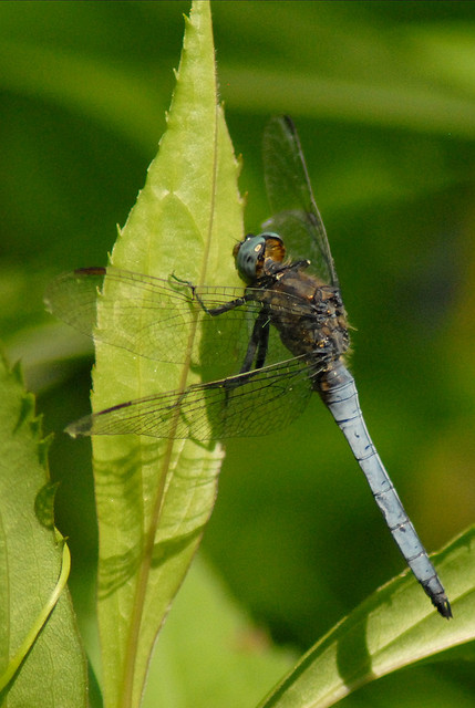 Orthetrum coerulescens? - S