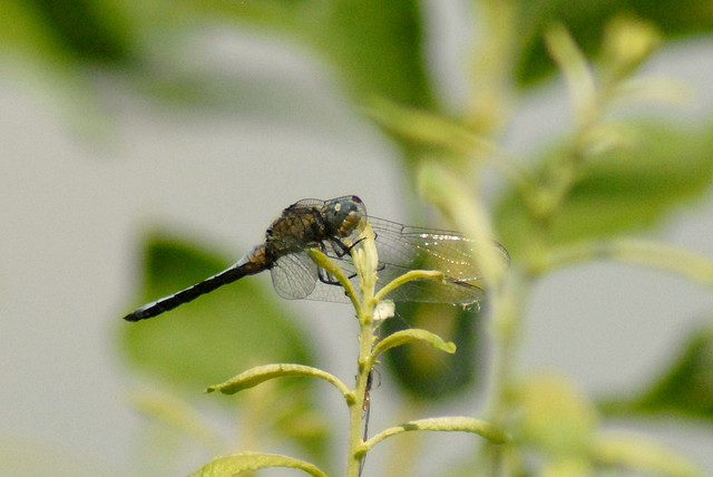 Orthetrum coerulescens? - S
