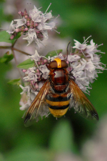 Volucella inanis?
