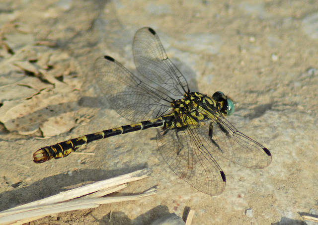 Onychogomphus forcipatus? - Sì
