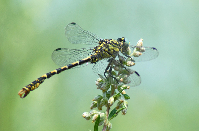 Onychogomphus forcipatus? - Sì