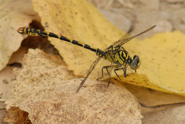Onychogomphus forcipatus? - Sì