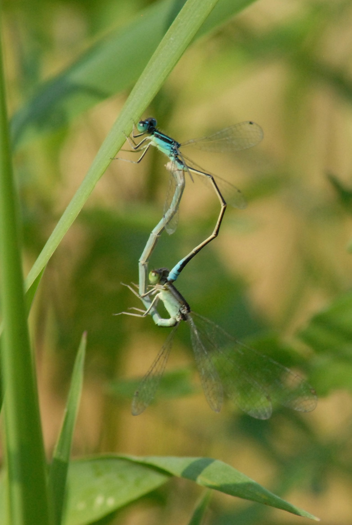 Ischnura pumilio