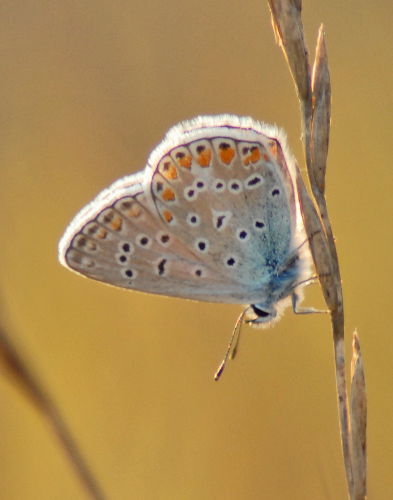 Identificazione licenide