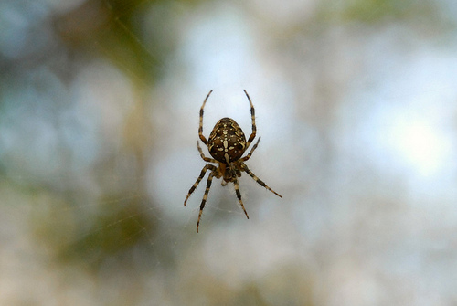 Araneus diadematus