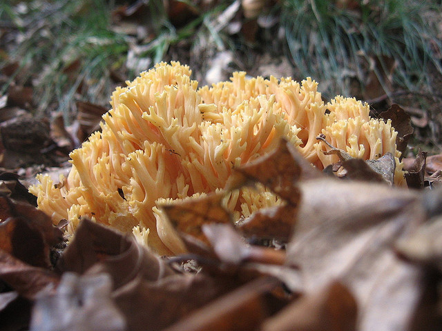 Ramaria Flava?