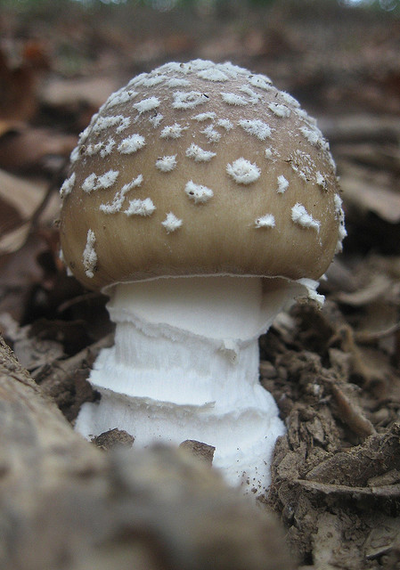 Amanita spissa?
