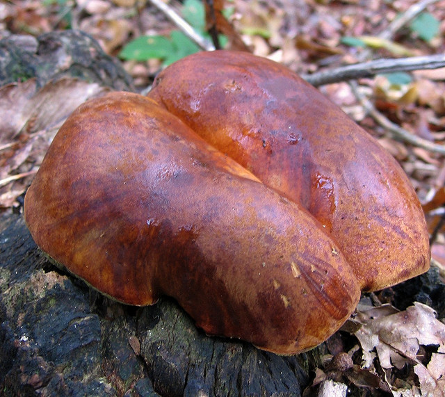 Xerocomus badius?