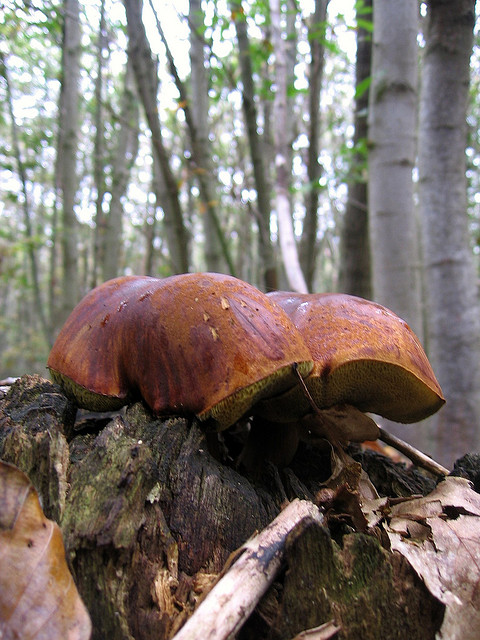 Xerocomus badius?