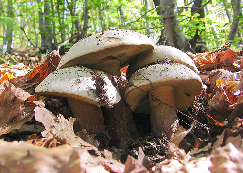 Boletus?