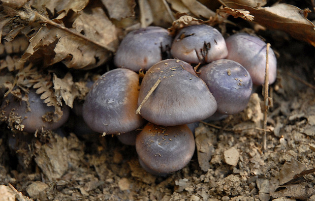 Funghi da determinare