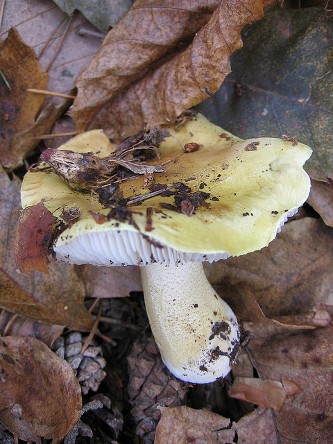Identificazione Tricholoma