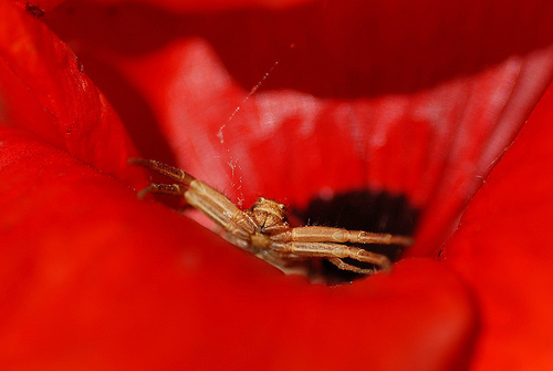 Xysticus sp.