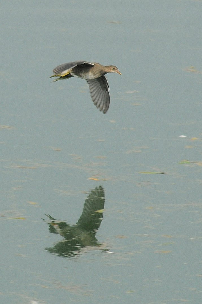 Identificazione [Gallinella d''acqua juv.]