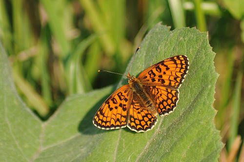 Melitaea?