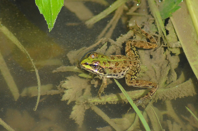 Identificazione rane II - pelophylax sp. (prov. Cuneo)