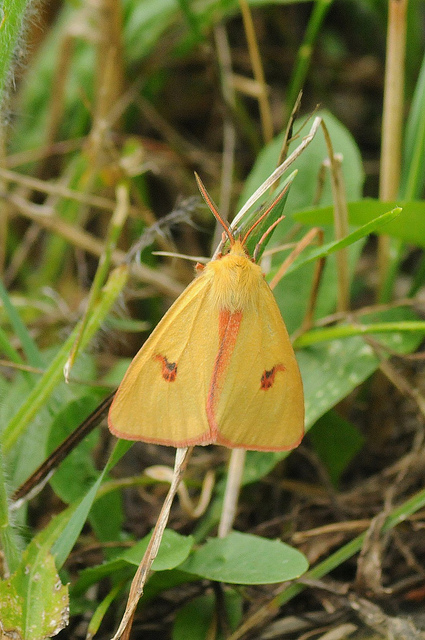 Identificazione : Diacrisia sannio ♂