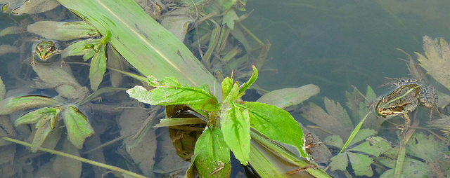 Identificazione rane II - pelophylax sp. (prov. Cuneo)