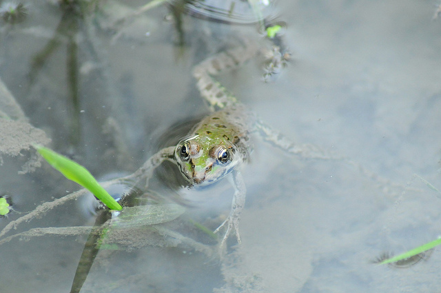 Identificazione rane II - pelophylax sp. (prov. Cuneo)