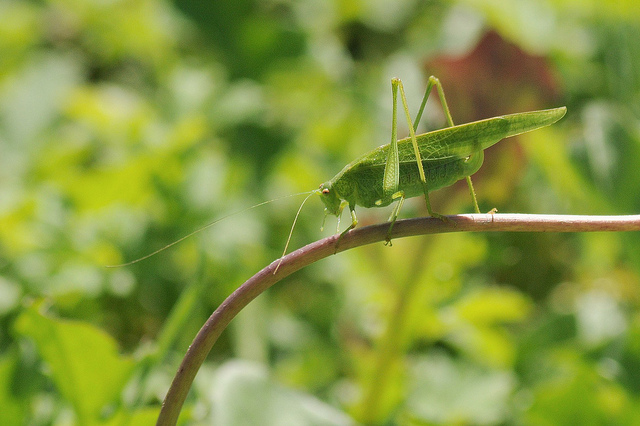 Phaneroptera cf. nana