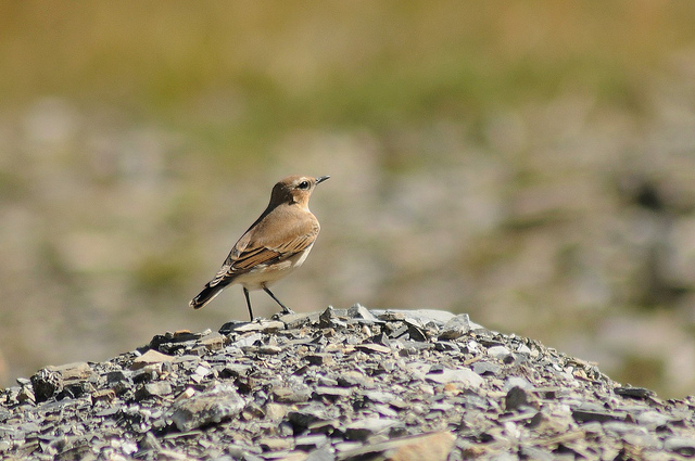Conferma identificazione: Culbianco?