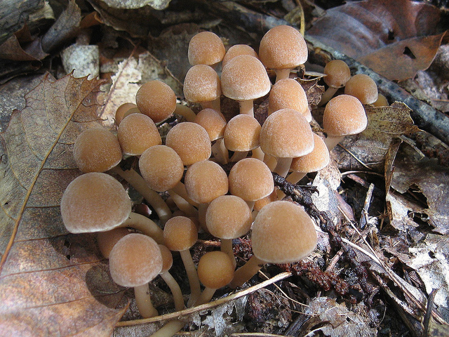 Funghi da determinare