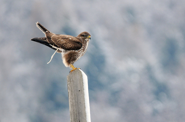 Avifauna humor