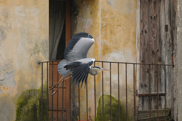 Airone di citt