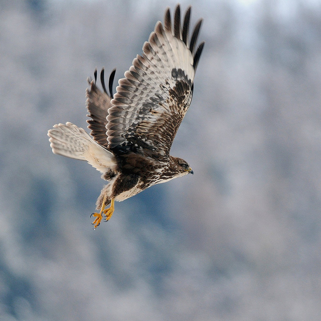 Poiana in volo