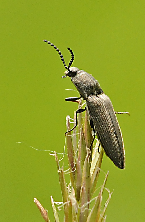 Carabidae? No, Elateridae, Cidnopus sp.