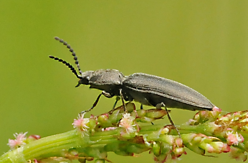 Carabidae? No, Elateridae, Cidnopus sp.