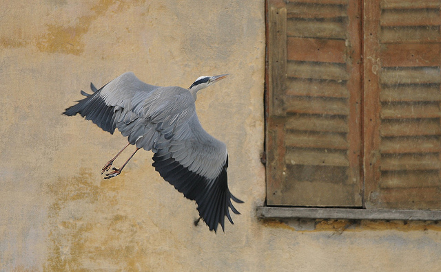Airone di citt