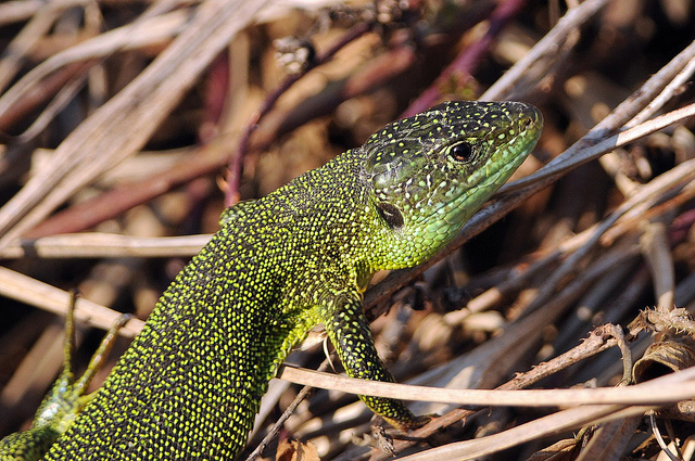 Lacerta bilineata?
