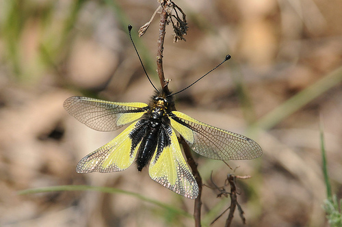 Libelloides coccajus