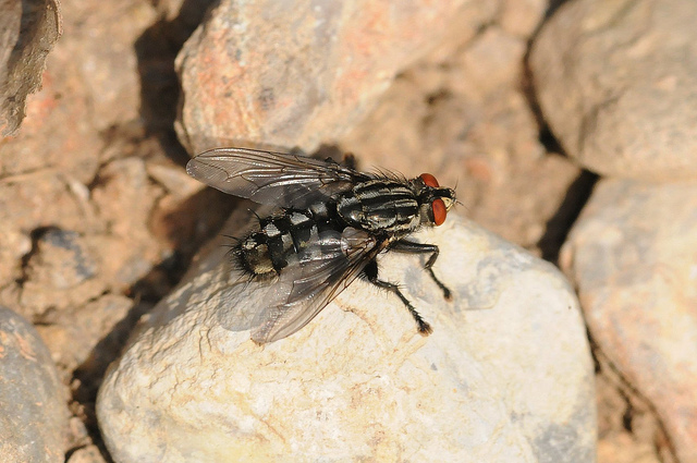 Sarcophaga sp. (Sarcophagidae)