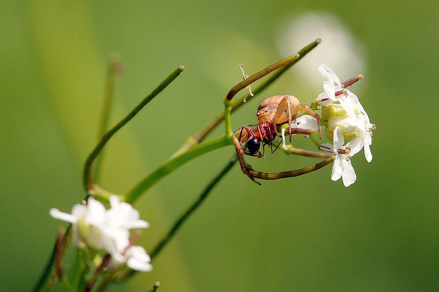 Xysticus sp.