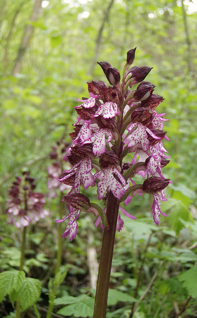 Orchis purpurea?