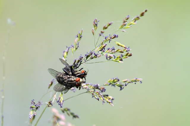 Sarcophaga sp.?
