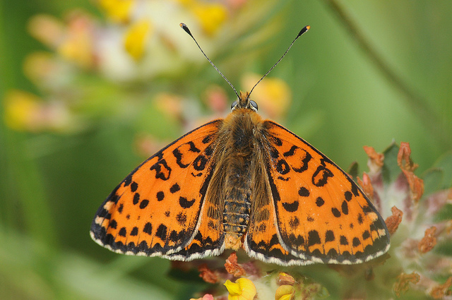 Conferma identificazione (Melitaea didyma)