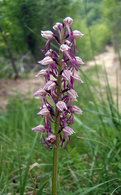 Orchis xspuria (O.militaris x O.anthropophora)