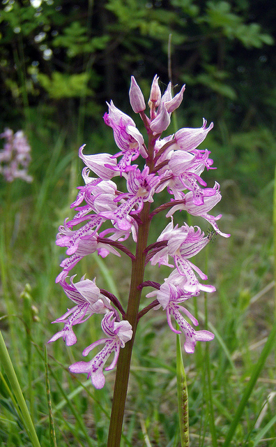 Orchis xspuria (O.militaris x O.anthropophora)