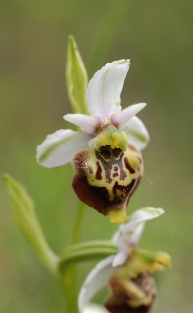 Ophrys dinarica / Ofride dinarica