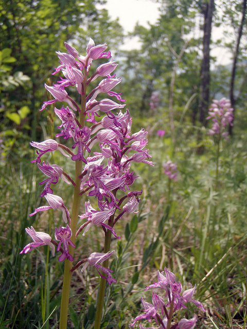 Orchis xspuria (O.militaris x O.anthropophora)