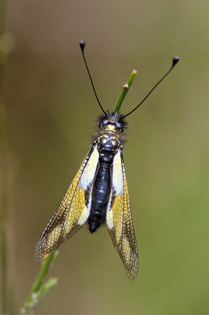 Libelloides coccajus femmina